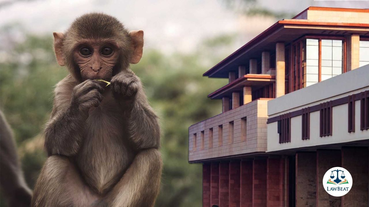 High Court asks Delhi Govt to submit earlier orders on Monkey menace High Court asks Delhi Govt to submit earlier orders on Monkey menace
